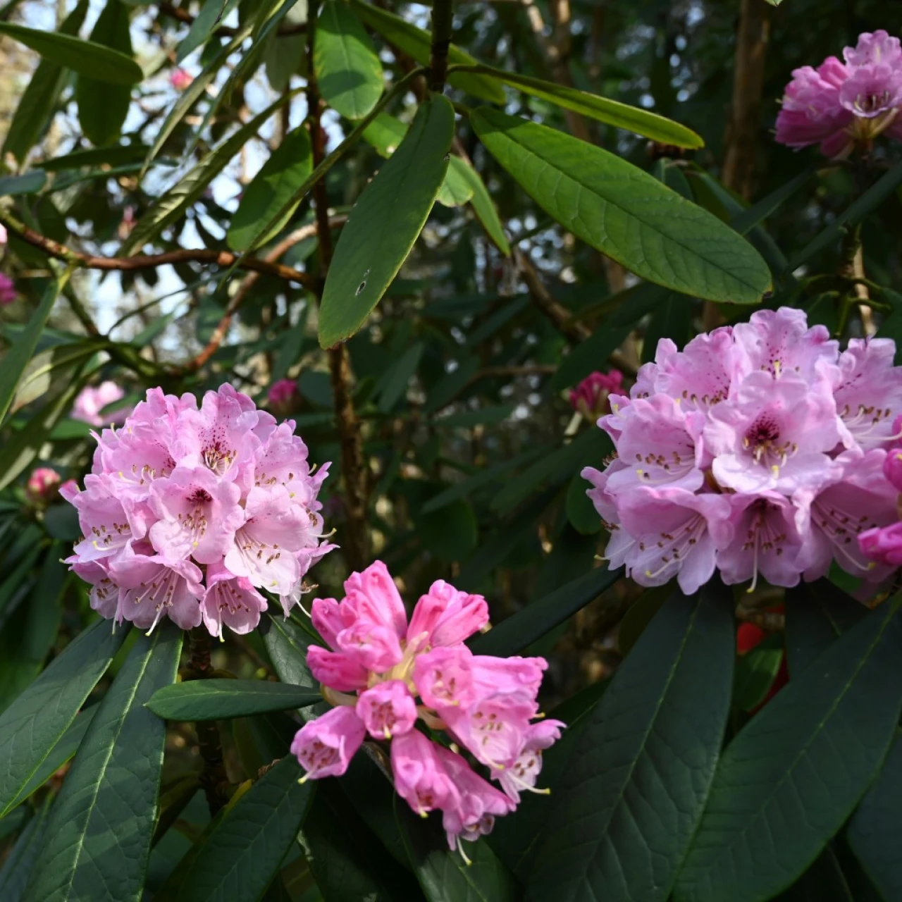 R. uvariifolium